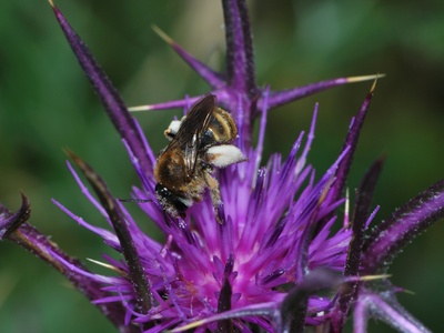 Syrian Thistle