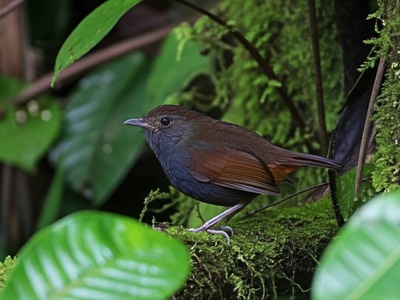 Tacarcuna Tapaculo