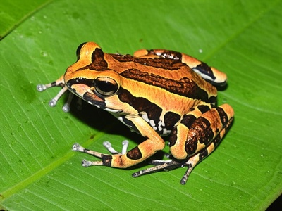 Tai Forest Puddle Frog