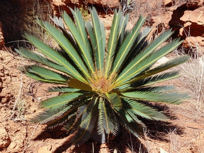 Taita Cycad