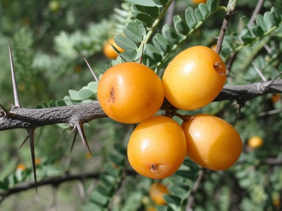 Tallow Tree