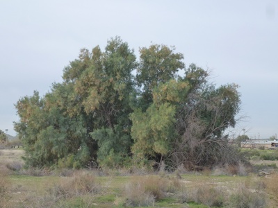 Tamarisk