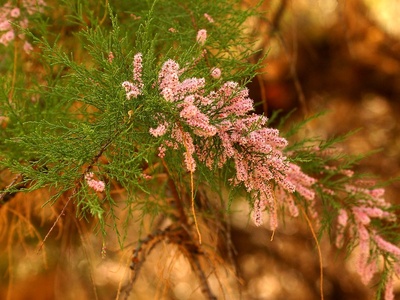 Tamarisk (Saltcedar)