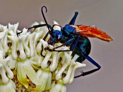 Tarantula Hawk Wasp