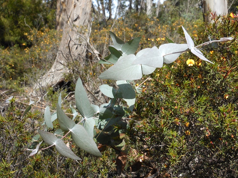 Temir Tree List of Trees of Ethiopia - Flora Fauna Fun