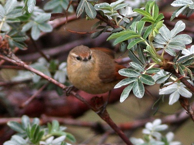Tawny tit-spinetail
