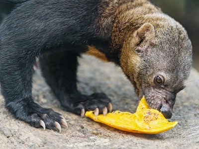 Tayra