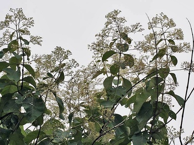 Teak