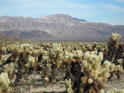 Teddy Bear Cholla