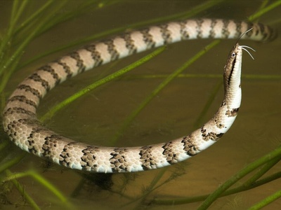 Tentacled Snake