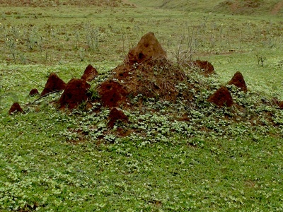 Termite