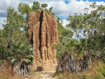 Termites