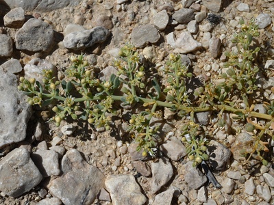 Tetraena