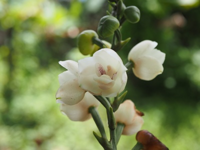 The Dove Orchid