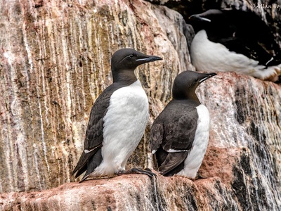 Thick-billed Murre