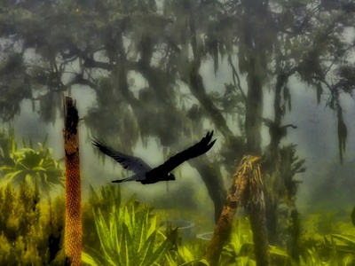 Thick-billed Raven