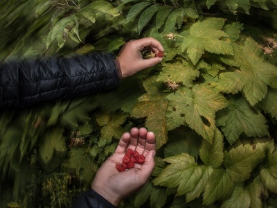 Thimbleberry