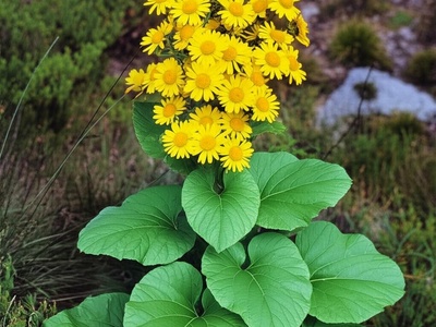 Thomson's Leopard Plant