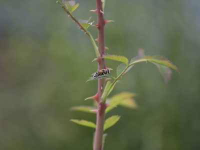 Thorn Bug