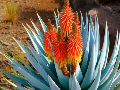 Thorncroft’s Aloe