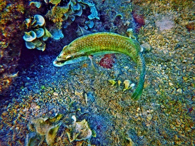 Thorny Seahorse
