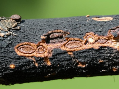 Thousand Cankers Disease