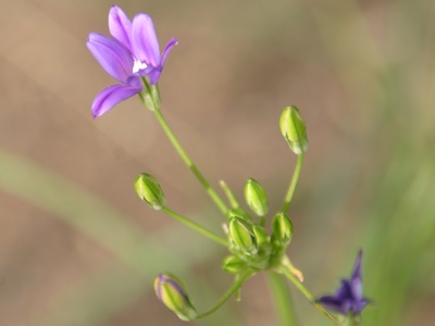 Thread-leaved Brodiaea