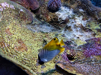 Threadfin butterflyfish