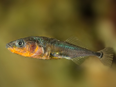 Three-spined stickleback