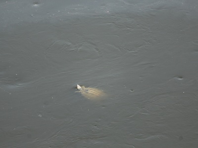 Three-striped Roofed Turtle