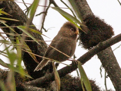 Three-toed parrotbill