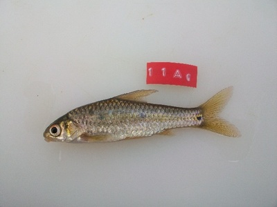 Threespot barb
