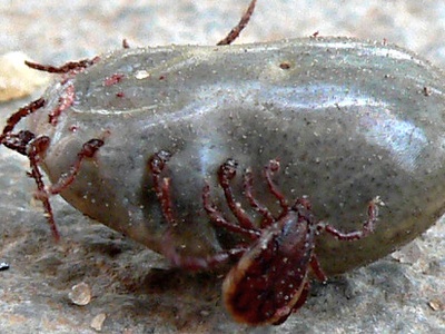Ticks