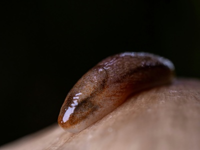 Ticks (Amblyomma spp.)