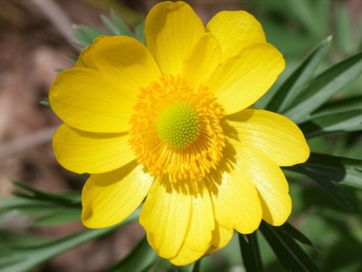 Tien Shan Pheasant's Eye