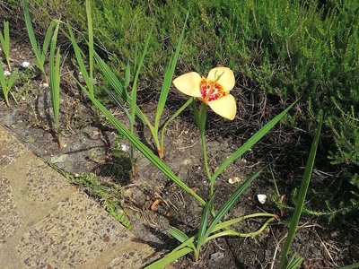 Tiger Flower
