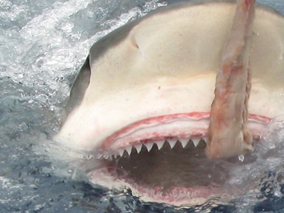 Tiger Shark