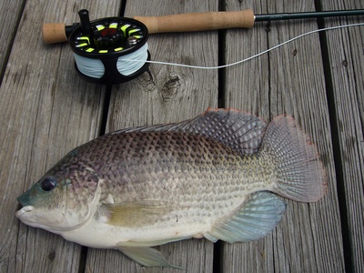 Tilapia