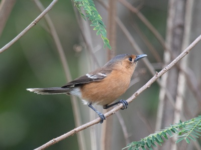 Tinian Monarch