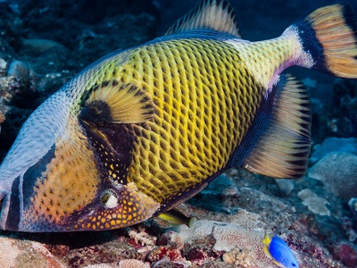 Titan Triggerfish