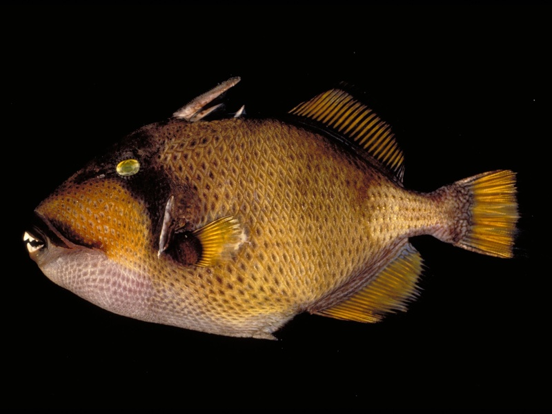 Colossal Triggerfish The Complete List of Tropical Ocean Animals - Flora Fauna Fun