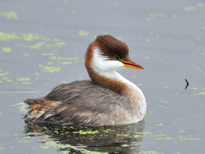 Titicaca Grebe