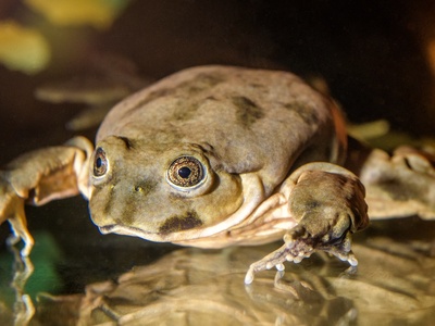 Titicaca Water Frog