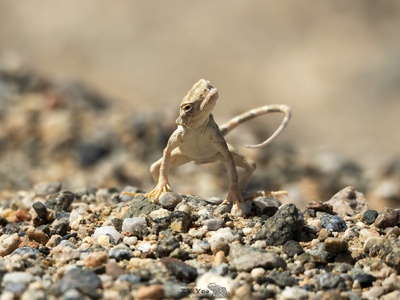 Toad-headed Agama