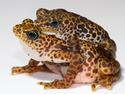 Toad Mountain Harlequin Frog
