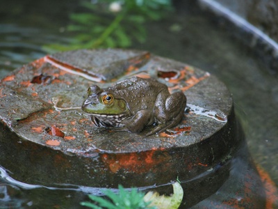 Togo Slippery Frog
