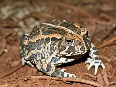 Togo Toad