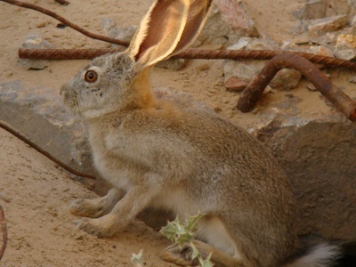 Tolai Hare