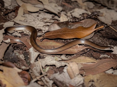Tolupan Ground Snake
