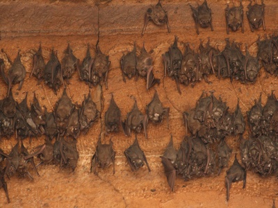Tomb bat